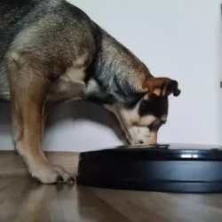 Dozownik karmy automatyczny Purlov KARMA PIES KOT NA BATERIE LED CZASOWY - obrazek 4